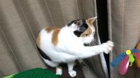 猫パンチ