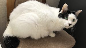 cream-daifuku